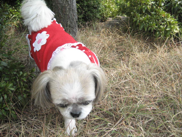 진주초롱 산책2