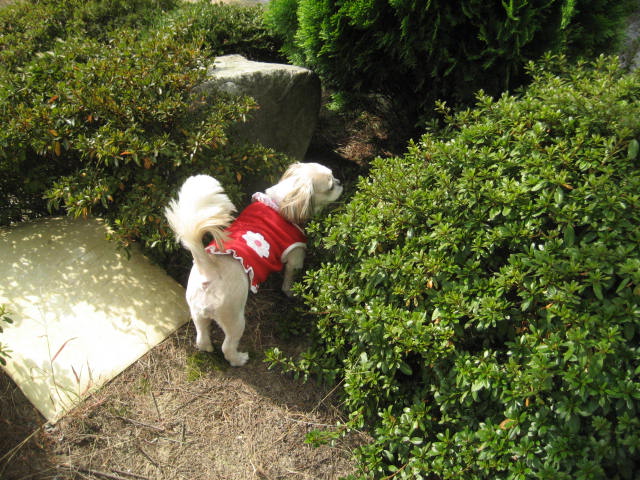 진주초롱 산책1