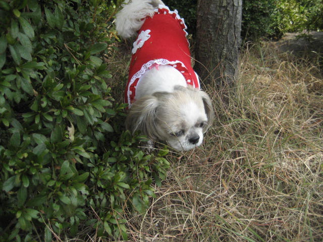 진주초롱 산책1