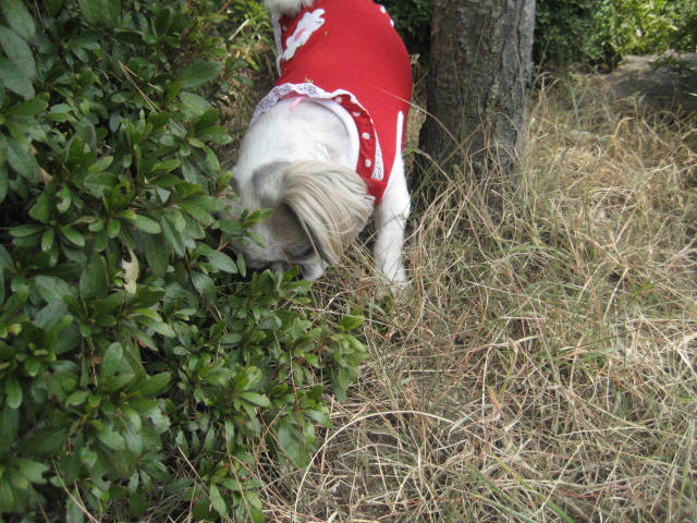 진주초롱 산책1