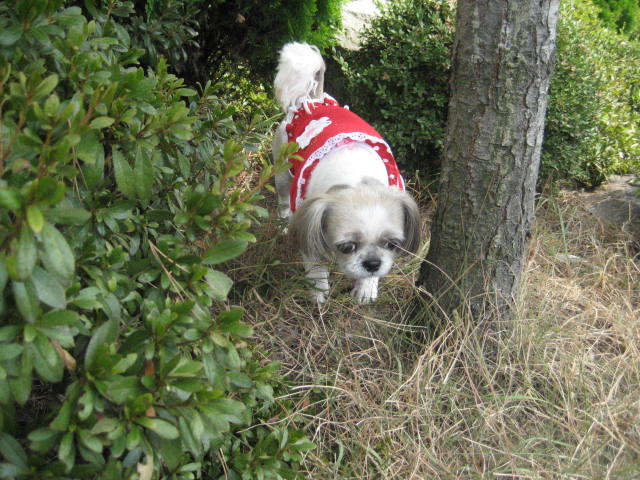 진주초롱 산책1