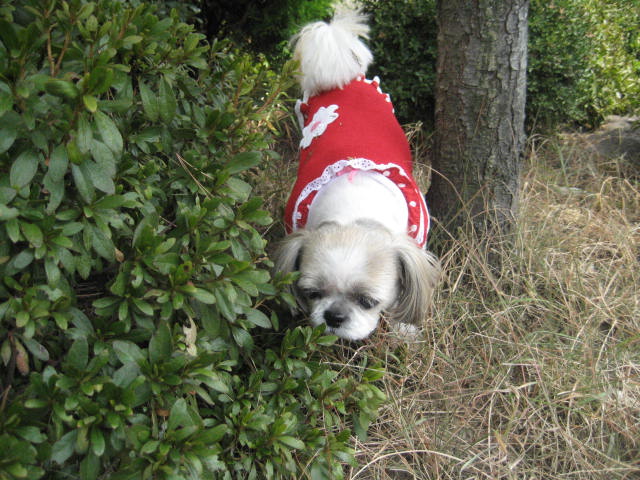 진주초롱 산책1