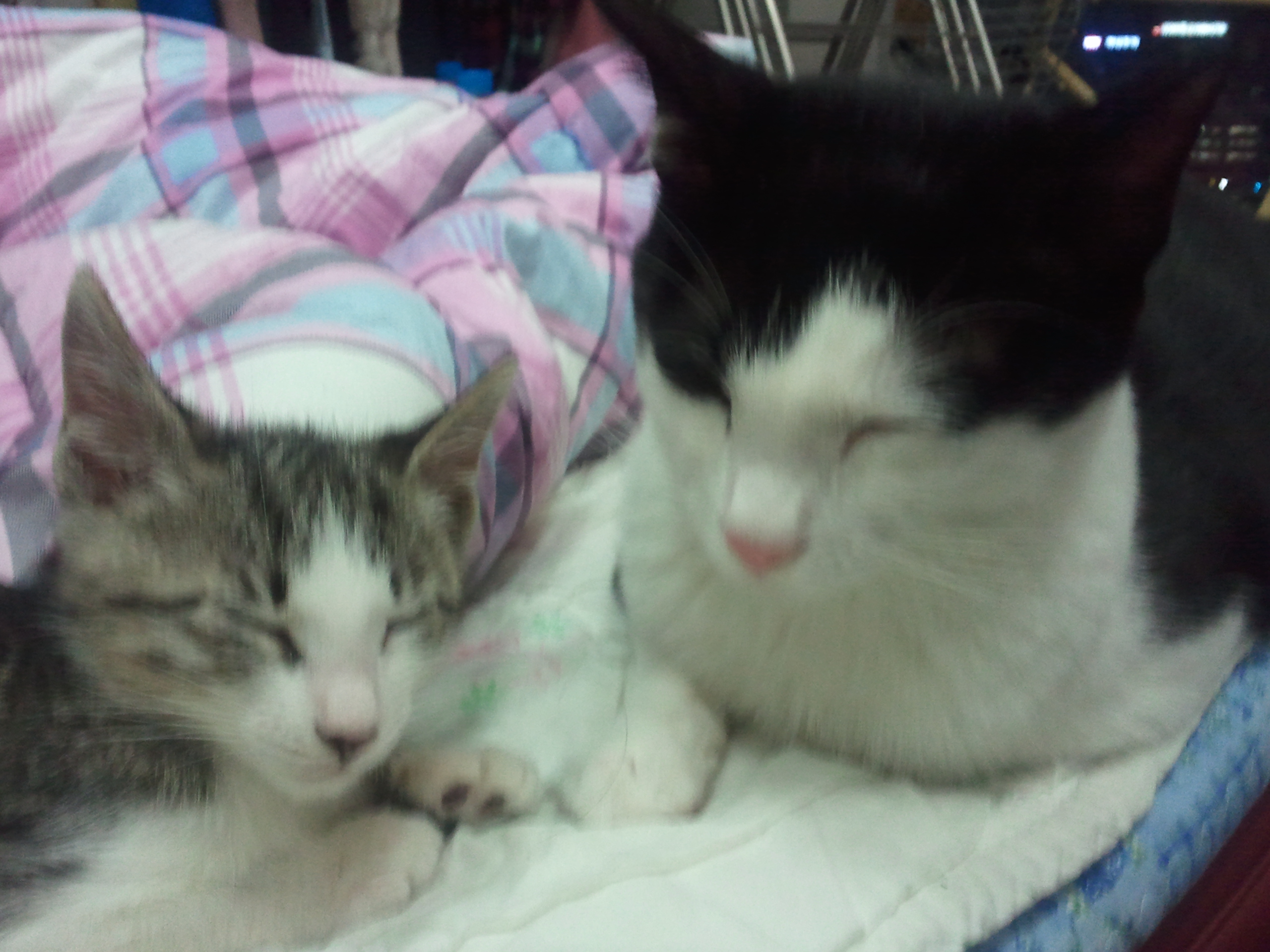 치비 입양후기 올립니다~ 좀 늦었네요^^