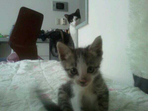 치비 입양후기 올립니다~ 좀 늦었네요^^