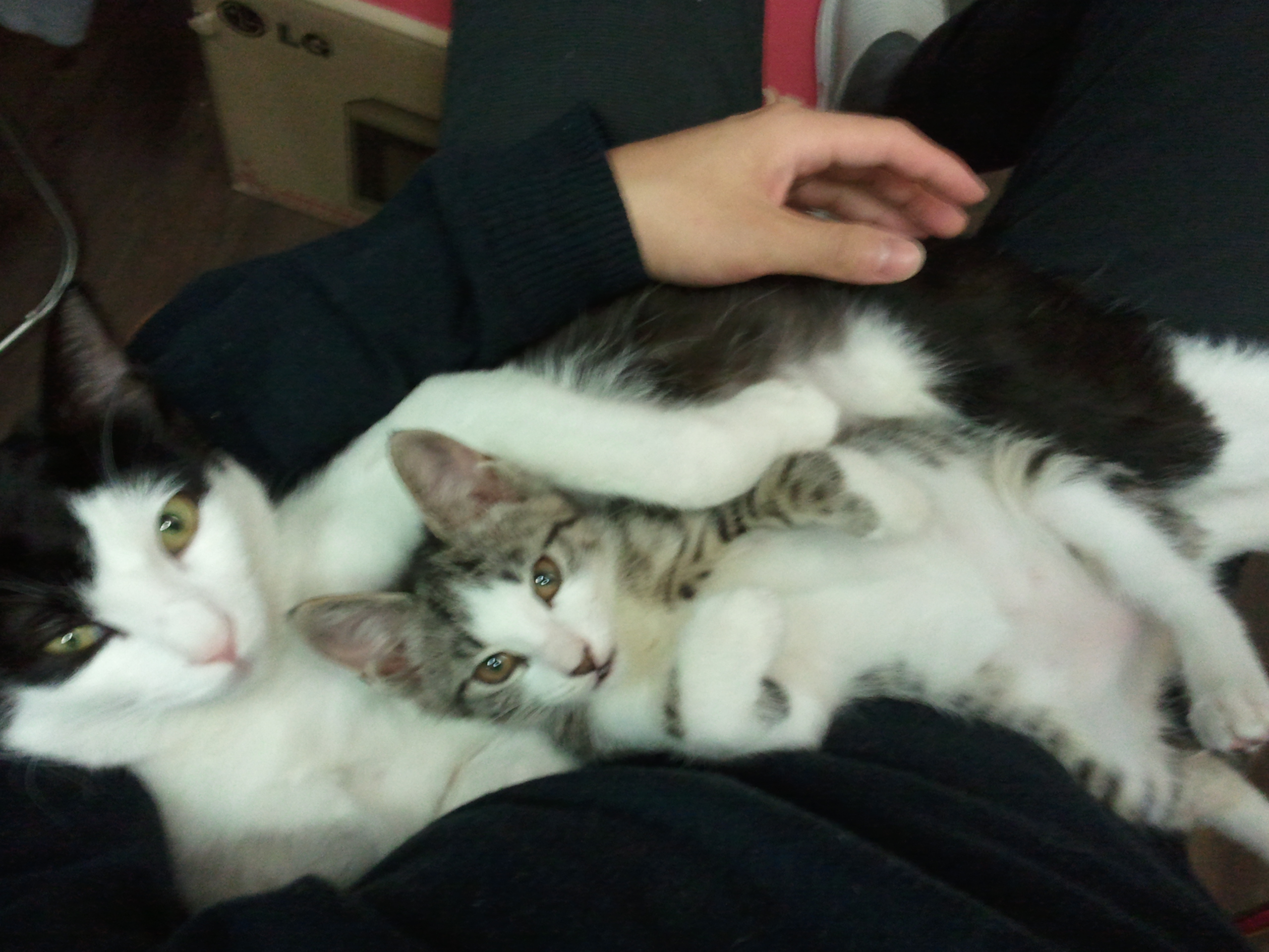 치비 입양후기 올립니다~ 좀 늦었네요^^