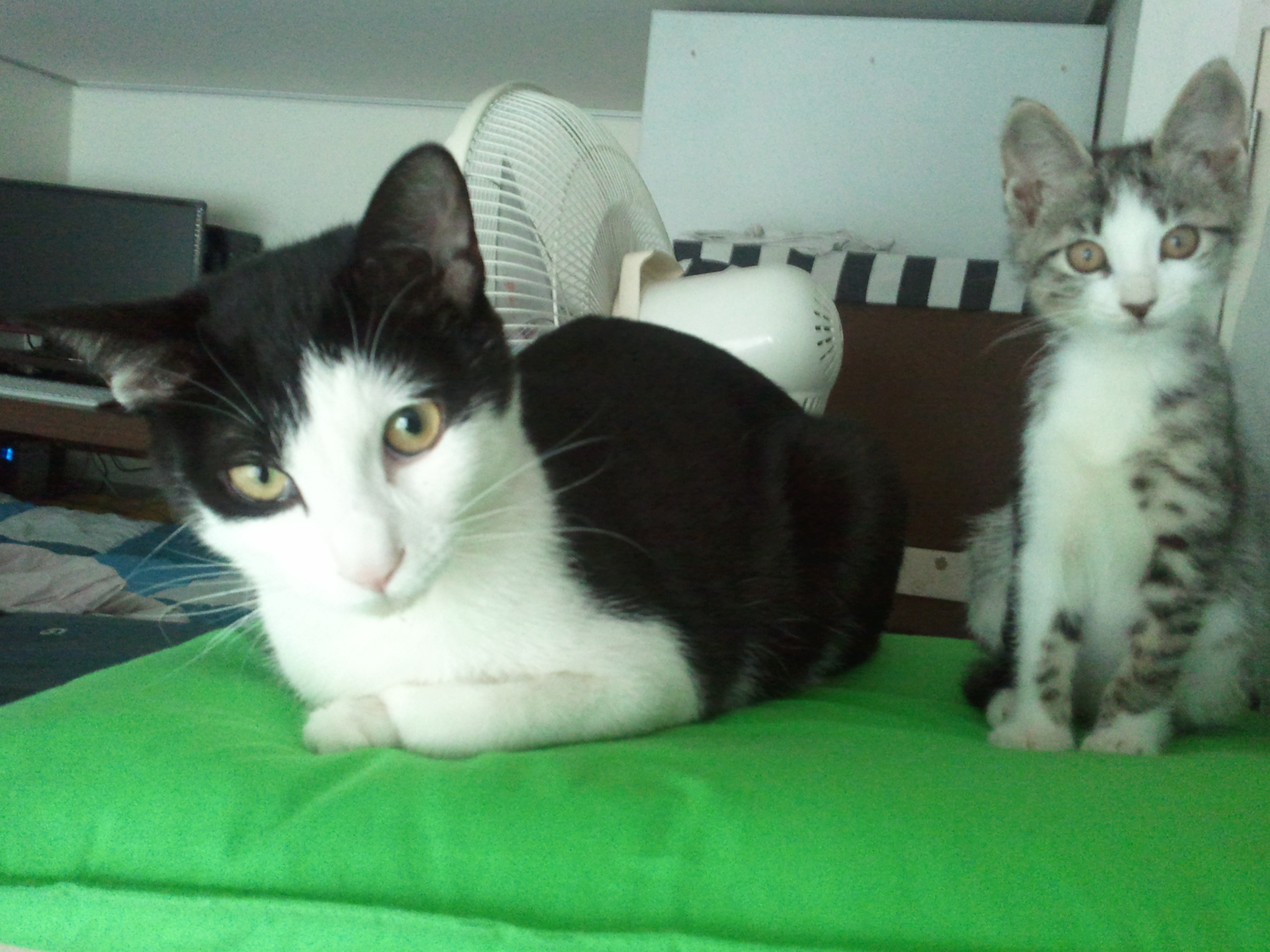 치비 입양후기 올립니다~ 좀 늦었네요^^