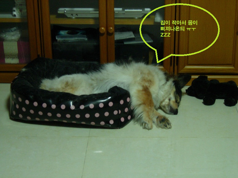 바둑아 ㅋㅋ 내년에는 꼭 !!!!