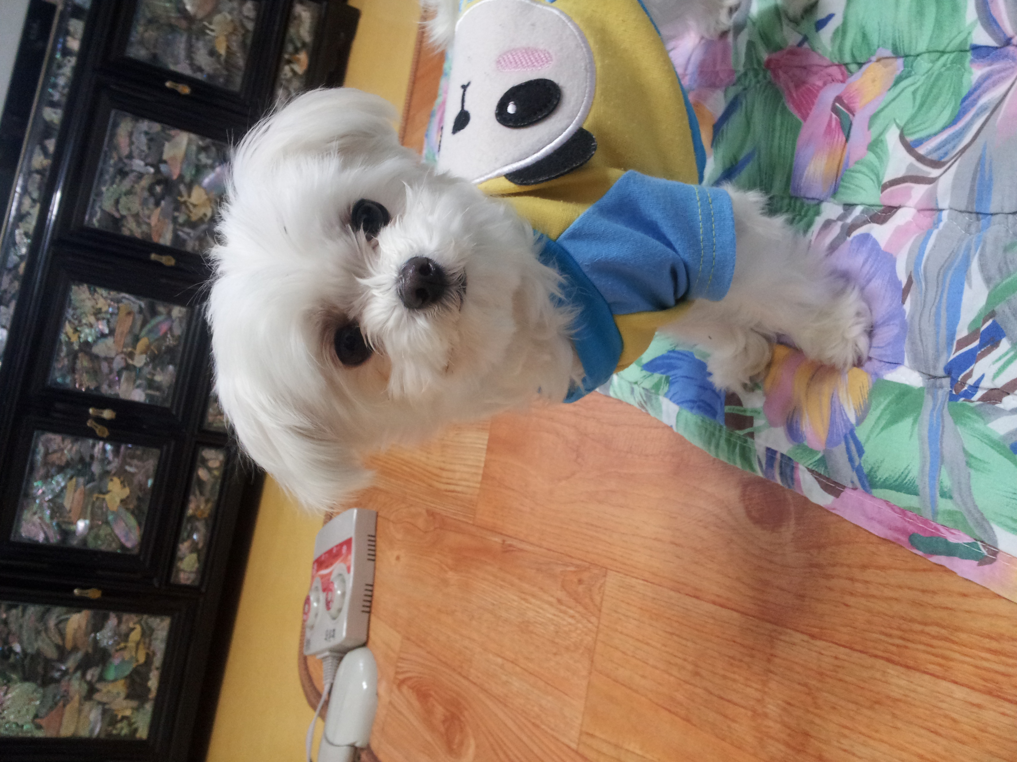 예삐 사진올립니다