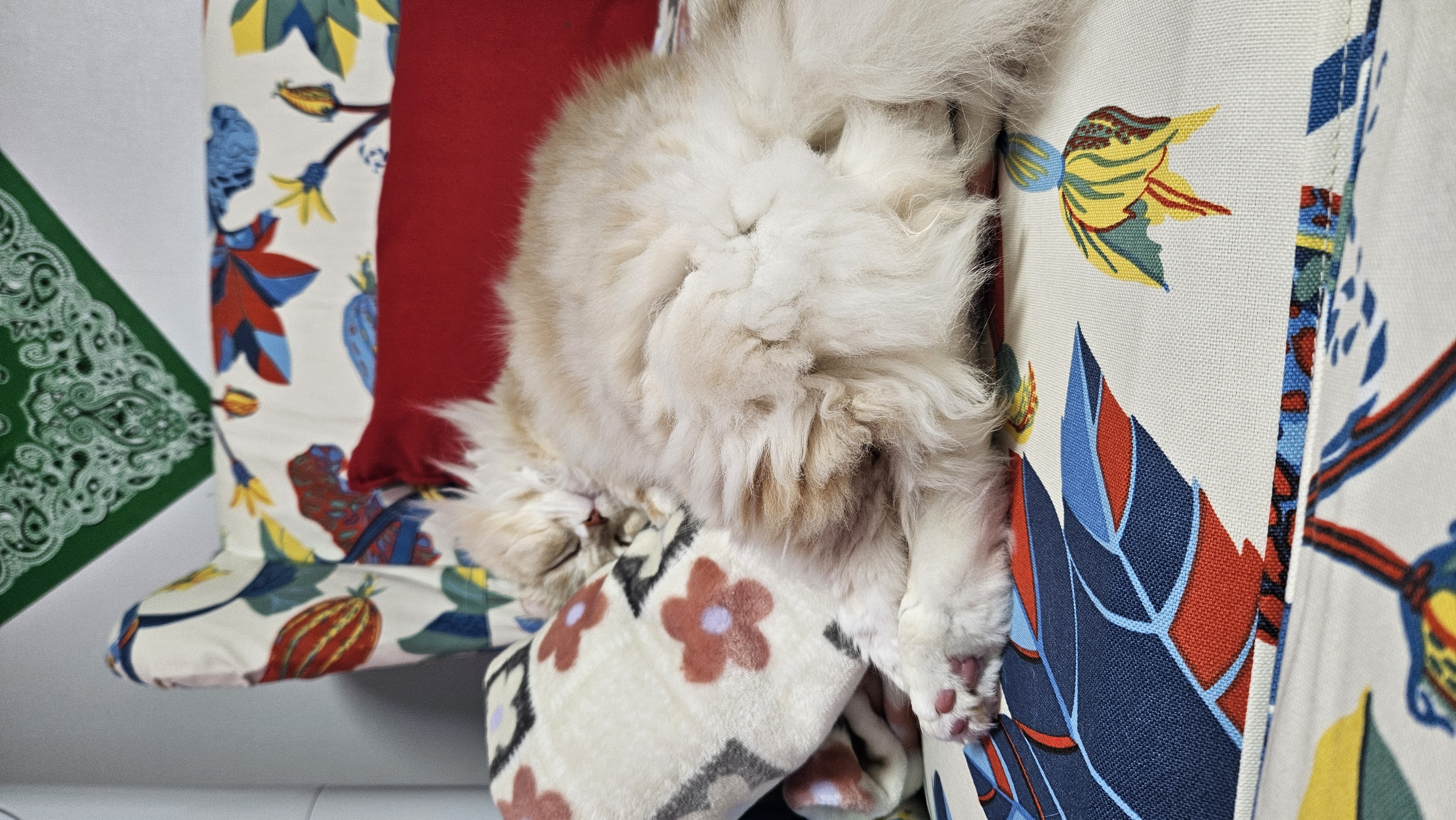 구 먼치 현 르네. 가족 된지 2년이 되었어요!