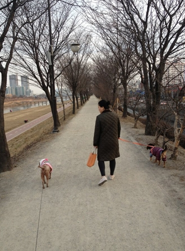 [D11-139관외]애정이와 산책의 기쁨을!(임보중)