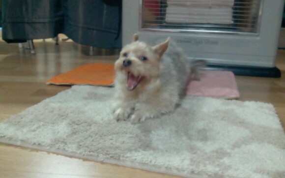 [12마리 천사] 연두의 미니스커트