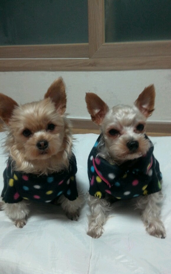 [12마리 천사] 연두의 미니스커트