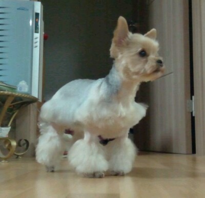 [12마리 천사] 연두의 미니스커트