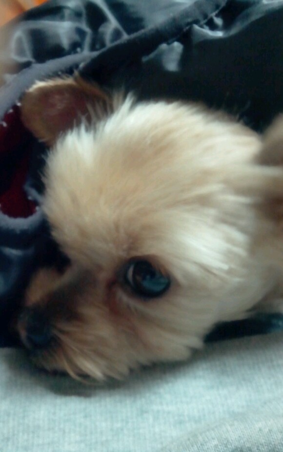 [12마리 천사] 연두의 미니스커트