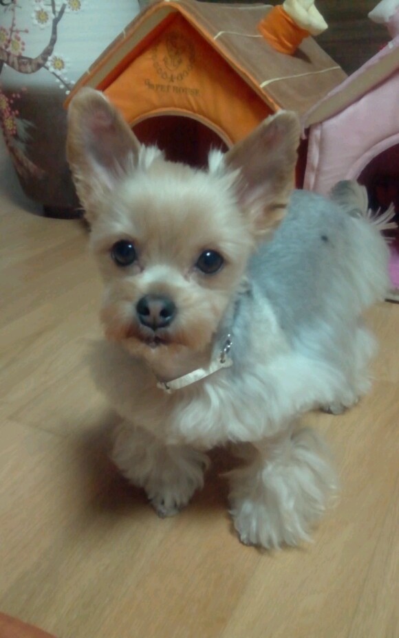 [12마리 천사] 연두의 미니스커트