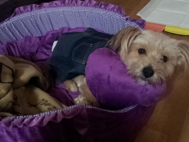 행사마 납시오~