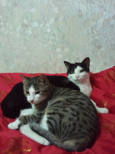 미뇽&치비 최근모습입니다^^