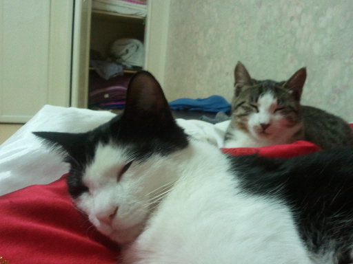 미뇽&치비 최근모습입니다^^