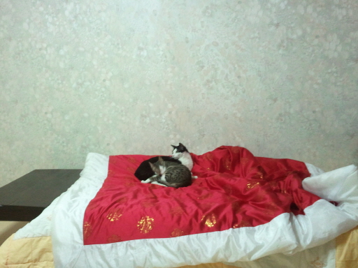 미뇽&치비 최근모습입니다^^