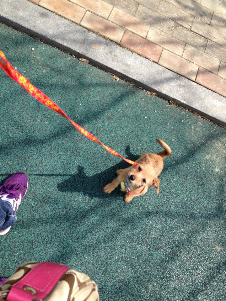 다솜이가 아닌 지지!!2