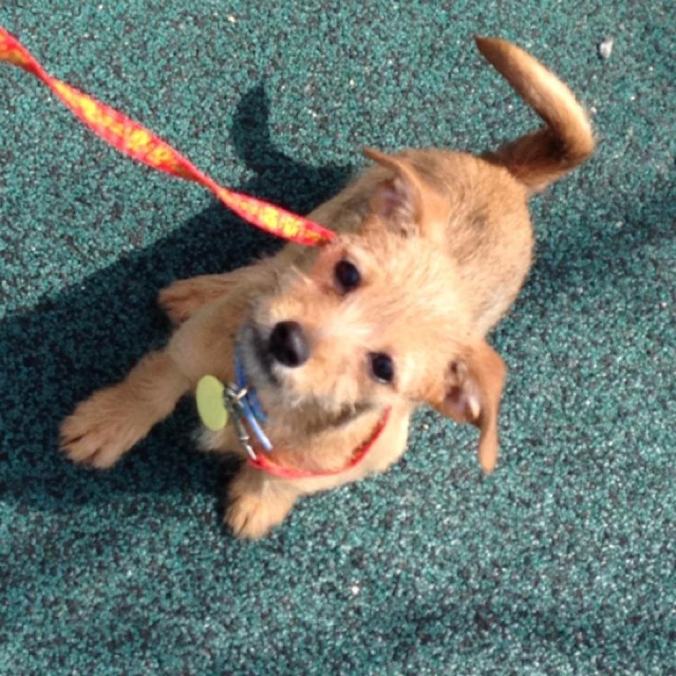 다솜이가 아닌 지지!!2