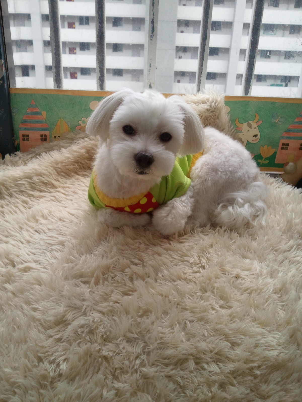 졸고있는 축복이~