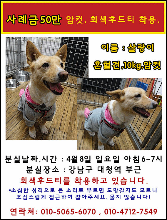 <입양간 살랑이 오늘아침7시 분실>강남구 일원,대청,학여울..송파. 