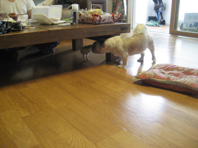 초롱의 병아리 사랑 2