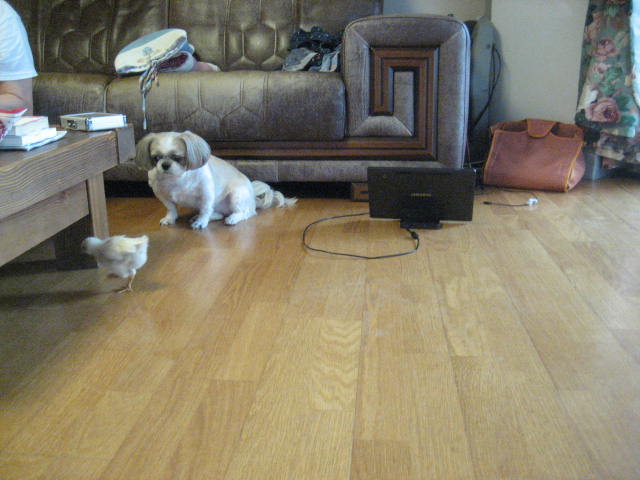 초롱의 병아리 사랑 2