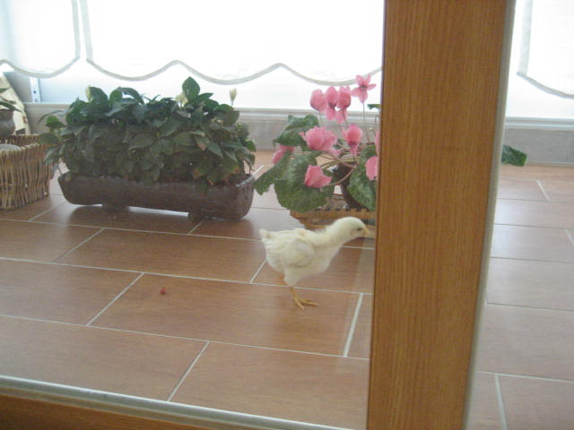 초롱의 병아리 사랑 2