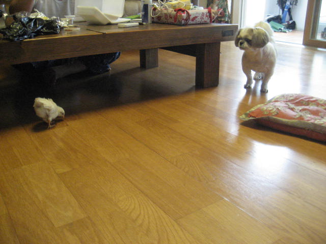 초롱의 병아리 사랑 2