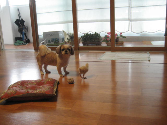 초롱의 병아리 사랑