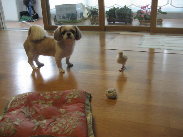 초롱의 병아리 사랑