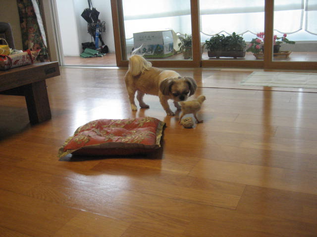 초롱의 병아리 사랑