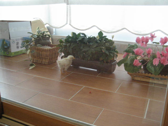 초롱의 병아리 사랑