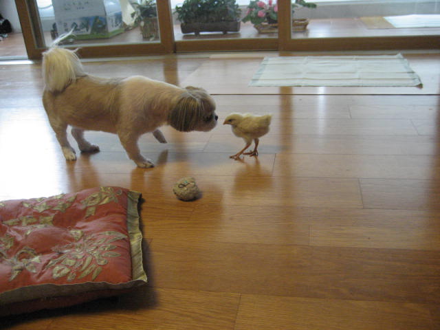 초롱의 병아리 사랑