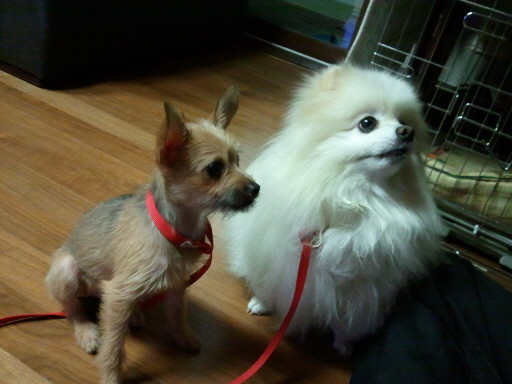 아롬이가 컸어오...