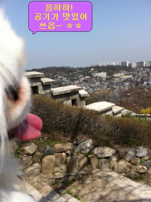 난이의 주말산책