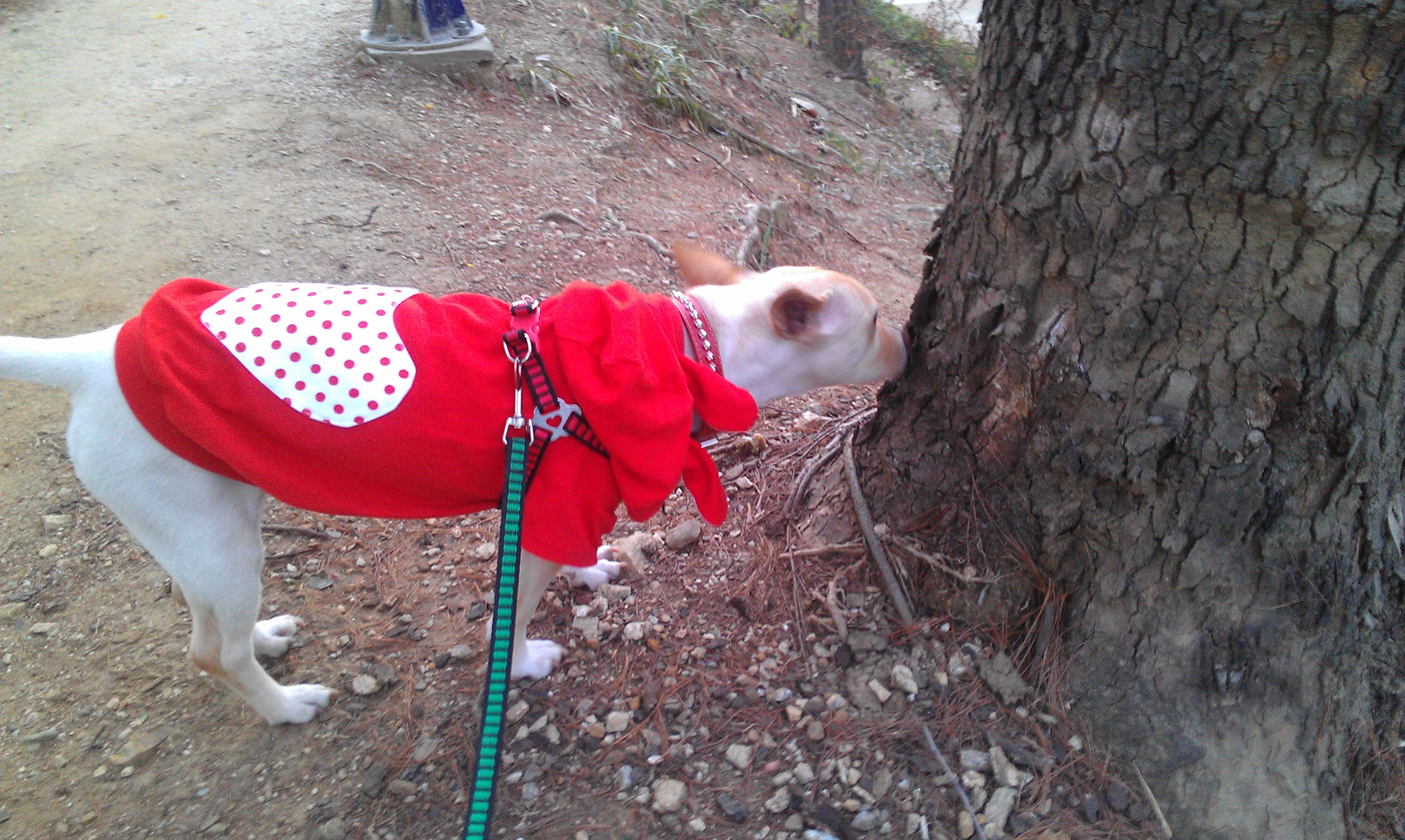 가출했던 살랑이 이젠 맘 잡았네요^^(첫 후기)