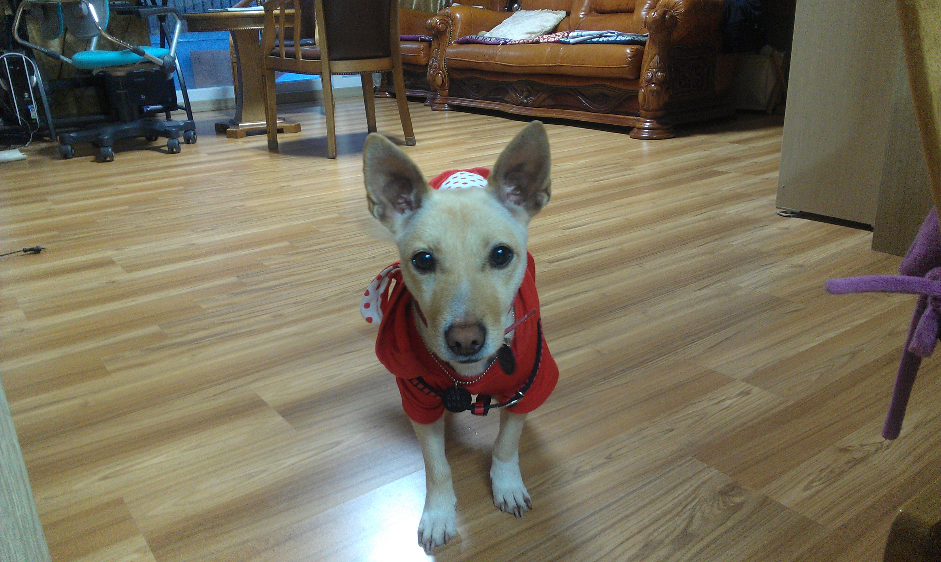 가출했던 살랑이 이젠 맘 잡았네요^^(첫 후기)