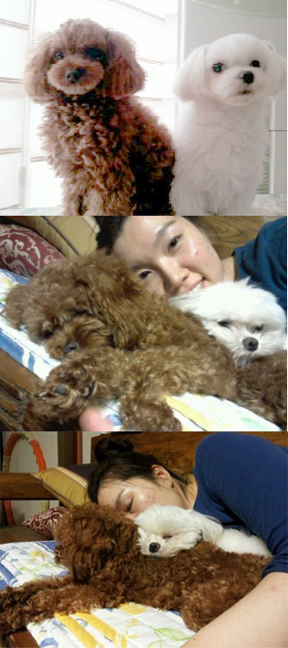 방울이와 순돌(딸랑)이 입양후기