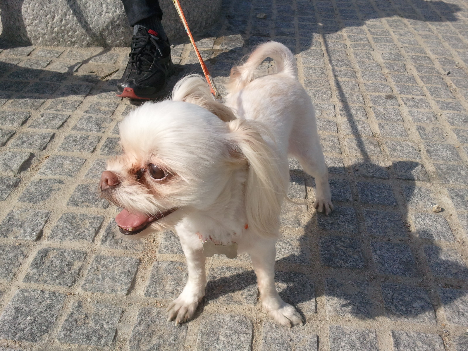 [임보일기] 산책길~