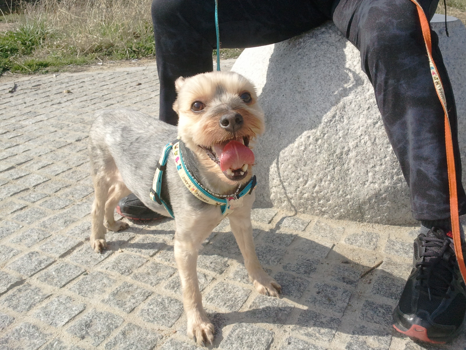 [임보일기] 산책길~