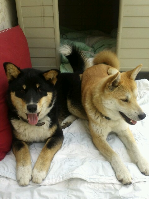 코코랑 호두 인사드려용..