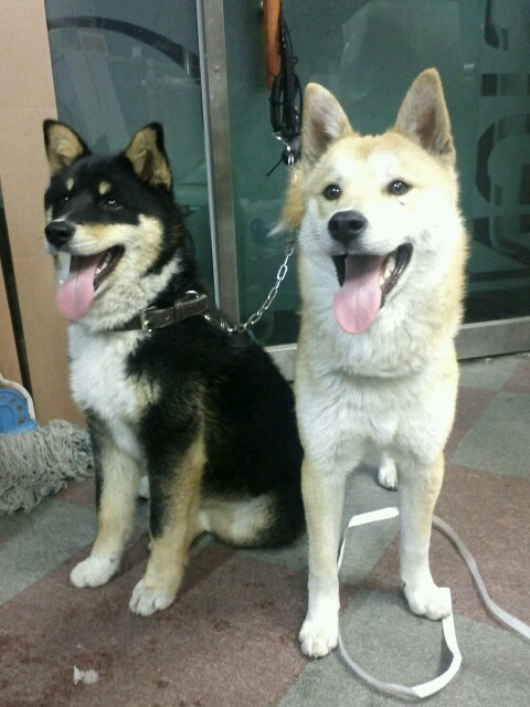 코코랑 호두 인사드려용..