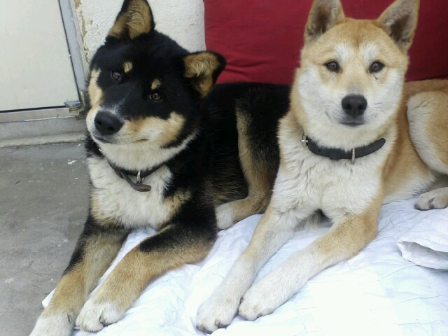 코코랑 호두 인사드려용..