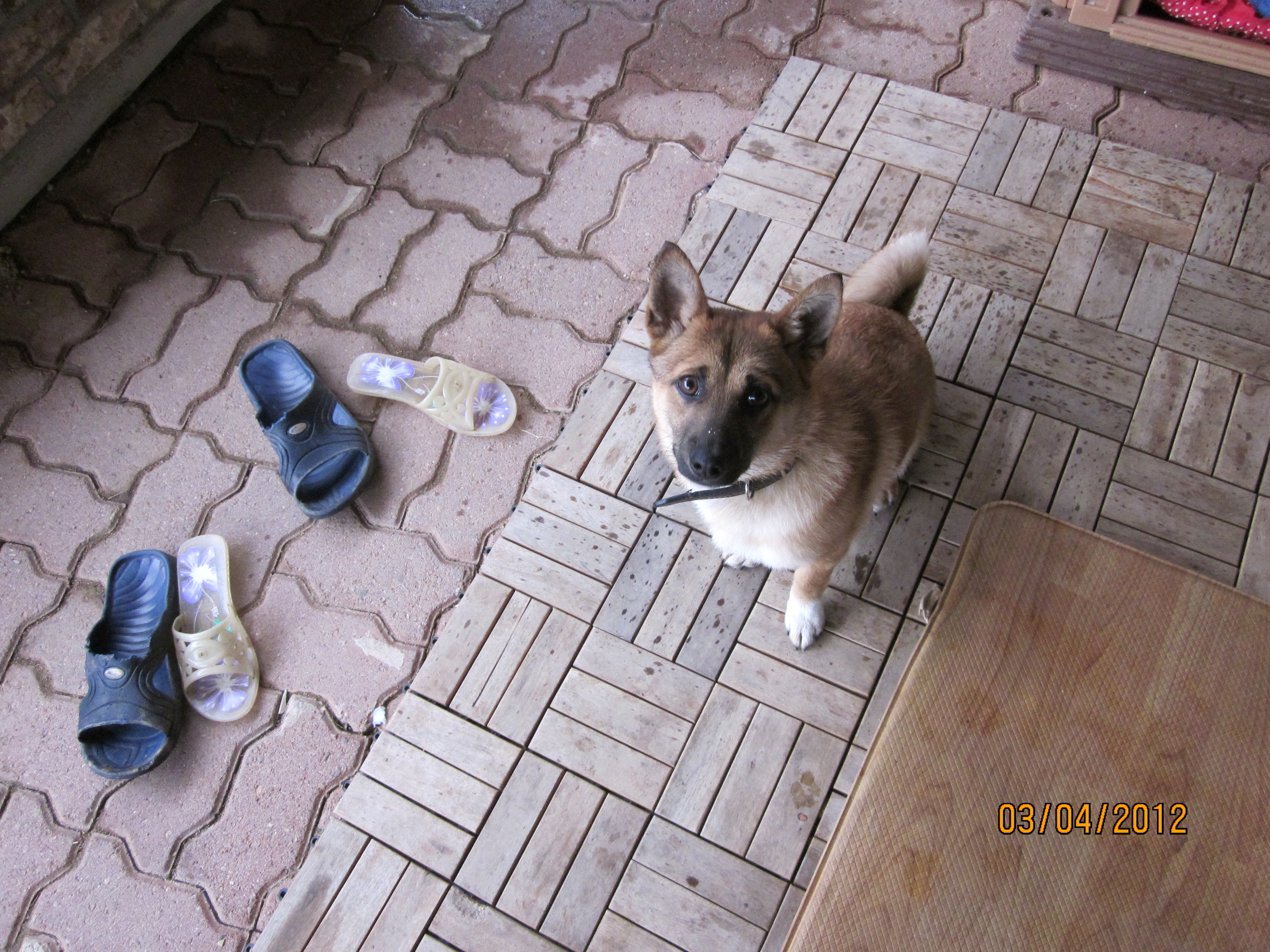 범이의 33일 지나온 모습