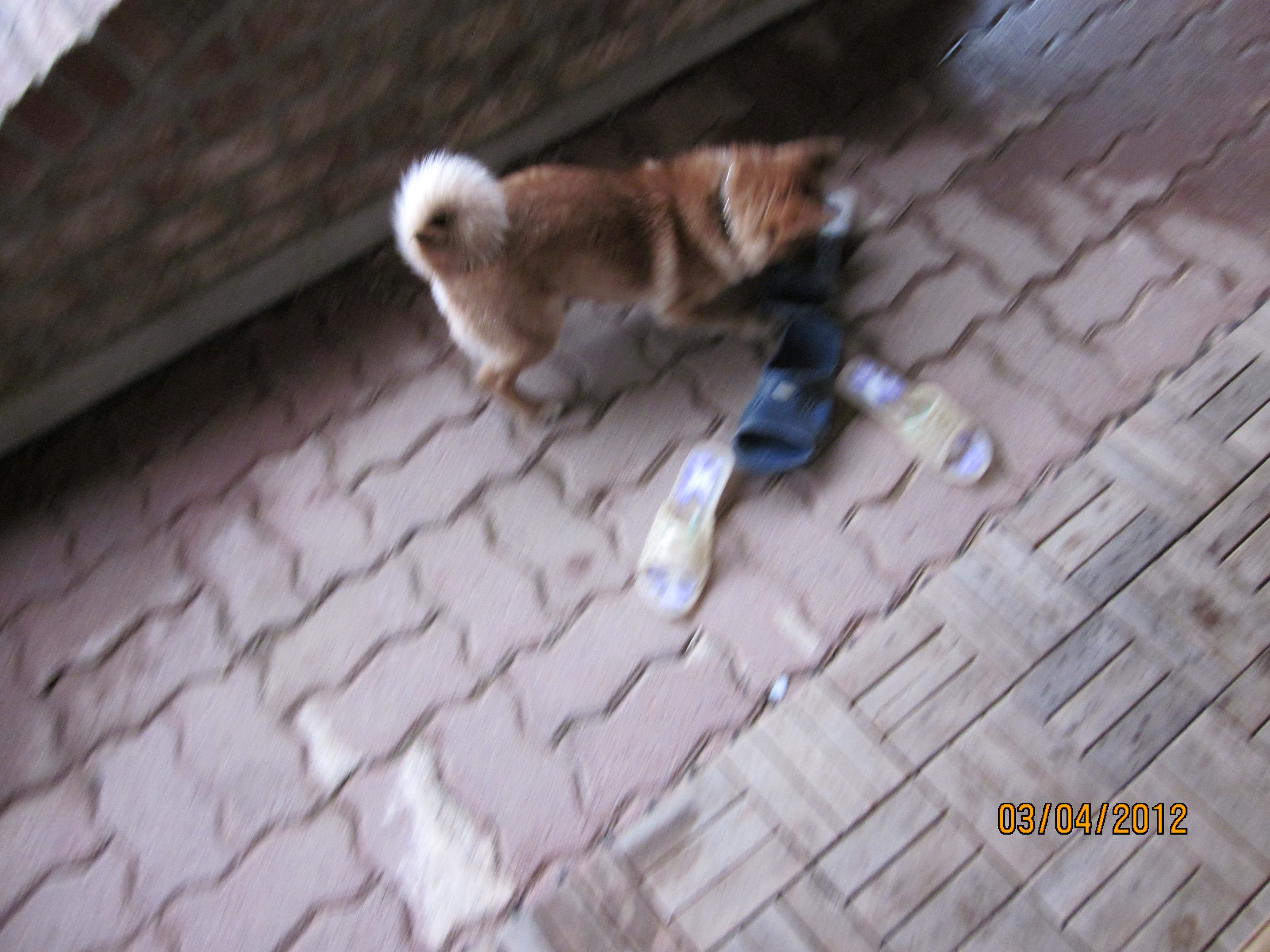 범이의 33일 지나온 모습