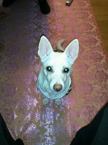 달이가 변했어요..ㅎㅎ