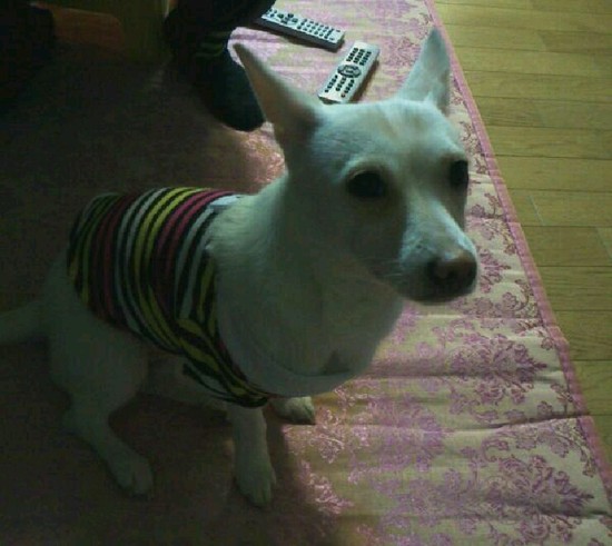 달이가 변했어요..ㅎㅎ